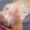 달고양이 이미지