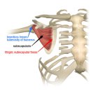 어깨 통증의 숨은 원인? Subscapularis 근육 문제와 자가 진단 &amp; 운동법