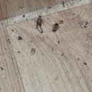 버그헌터119서울북부센터 이미지