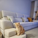 미다스펫 이미지