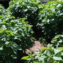 홍천애플비발디파크 이미지