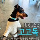 [충북 진천] 청주 천안 근교 봄나들이 추천 대형애견카페 운동장 고고독
