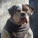 아델리오 이미지