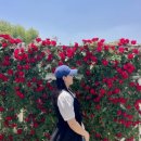 [곡성 기차마을] 곡성세계장미축제 다녀온 후기 🌹 주차부터 포토존까지 총정리