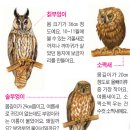 아울