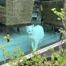 에피소드 706 이미지