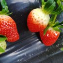 최용순농장 이미지