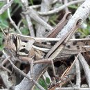 제주각시 이미지