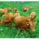 흰구름산촌마을 이미지