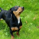 닥스훈트(DACHS HUND) 이미지