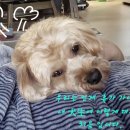 🐕‍🦺온통 보채는 바람에 떠납니다.🦮 이미지