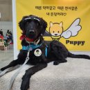 (주)펫슬랩(PETXLAB) | 메가주 후기, 2022 일산 케이펫페어 박람회 간식부스 이벤트 &amp; 샘플 (2편)
