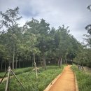 황토발 - 밀양시 중앙로 335-1 | 논산시민공원 맨발걷기 황토길 체험 후기 (+세족장 정보) 시민가족공원 족욕장
