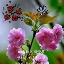 행복한아침 Daum카페