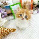 강아지와고양이 이미지