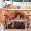 진도종합유통 이미지