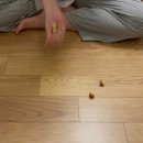 연화도감 이미지