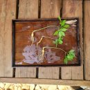 백룡농장 이미지