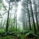 머체왓숲길영농조합법인 이미지