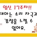요가&필라테스Ⅱ | [임신 주차별 태아의 변화]임신 17주차, 18주차┃태아 및 엄마의 변화, 임신 주차별 임산부에게 좋은 운동