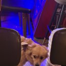 달빛시장 | 🐶 해방촌 신흥시장 카페 추천 | 달빛흘러간자리 동물카페 솔직후기 | 해방촌 신흥시장 이색 데이트 코스