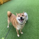 놀러오개 애견유치원 호텔 고기점 이미지