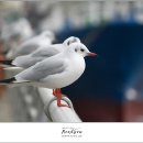 부산갈매기 이미지