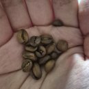 칠봉농장 | [루리커피] &#39;초고가&#39; BOP 옥션 랏을 이겨버린 오늘의 커피? 파나마 체바스 007 내추럴 솔직 후기