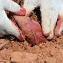 박상희 농장 이미지