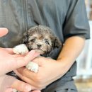 타이니켄넬 이미지