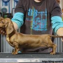 쿠어츠바인에 이미지