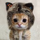 편안한 동물병원 이미지