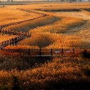 순천만 갈대밭 이미지