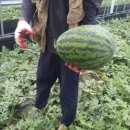 국대농장 이미지