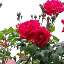 꽃의계절 이미지