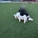 윤지애견 이미지