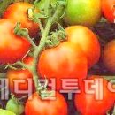 유기농야채