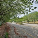 서남대학교 | [충남/아산] 서남대학교 아산캠퍼스 폐교 : 숨은 아산겹벚꽃명소