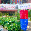 연꽃단지 공중화장실 | 2026년봉선사 7월중순의 연꽃축제 연꽃상황,봉선사동종 국보지정-수산물전문가 꼼꼼후기