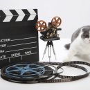 삼마네개냥이 이미지