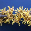 풍년화(豊年花, witch hazel) 이미지