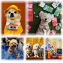 놀러오개 애견유치원 애견호텔(화성 병점진안점) 이미지