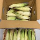 🌽 한양장터 유기농 찰옥수수 이벤트 당첨 후기 🌽