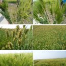 청보리축산 이미지