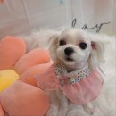 황실 애견미용 살롱 이미지