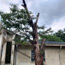 동해 구 삼척개발 사택과 합숙소 | 동해 구 삼척개발 사택과 합숙소(동부(DB)사택)-국가등록문화재 456호