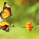 새소리물소리 이미지