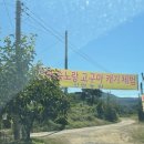 고구마캐기체험