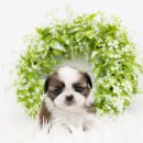 천안 강아지분양 도로시펫 이미지