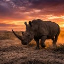 ​무소의 뿔처럼 혼자서 가라! let one wander alone like a rhinoceros" 이미지